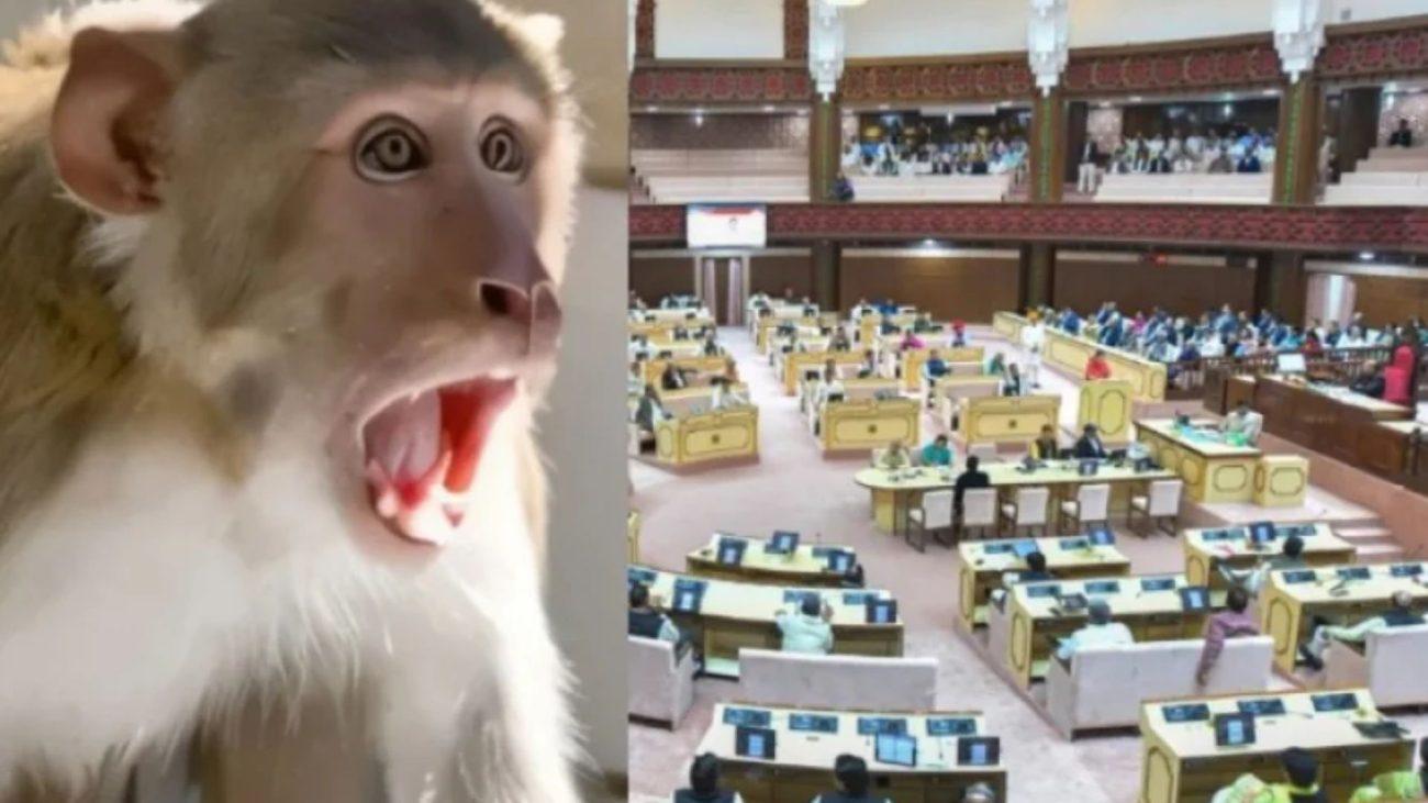 राजस्थान के शाहपुरा में बंदरों के आतंक से पलायन को मजबूर लोग, MLA ने विधानसभा में उठाया 4200 रेबीज इंजेक्शन का मुद्दा