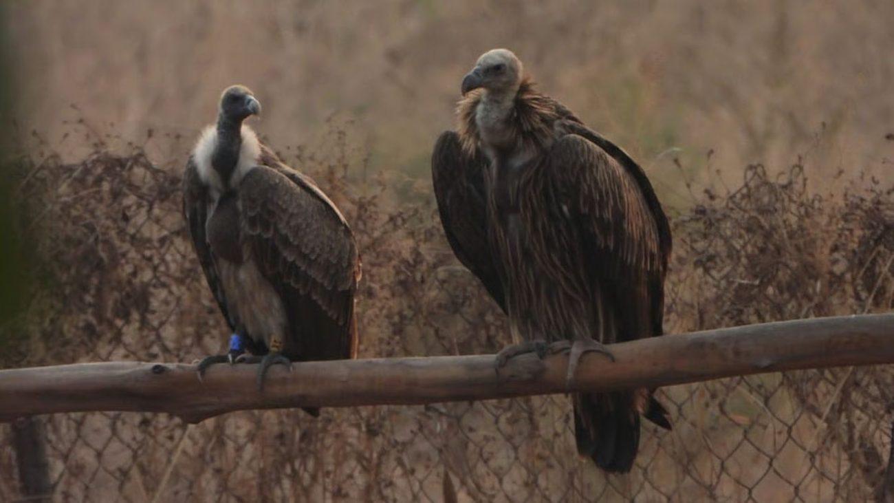 इंदौर में शुरू हुई तीन दिवसीय गिद्ध गणना, पहले दिन चोरल रेंज में 89 समेत कुल 97 गिद्ध दर्ज किए गए