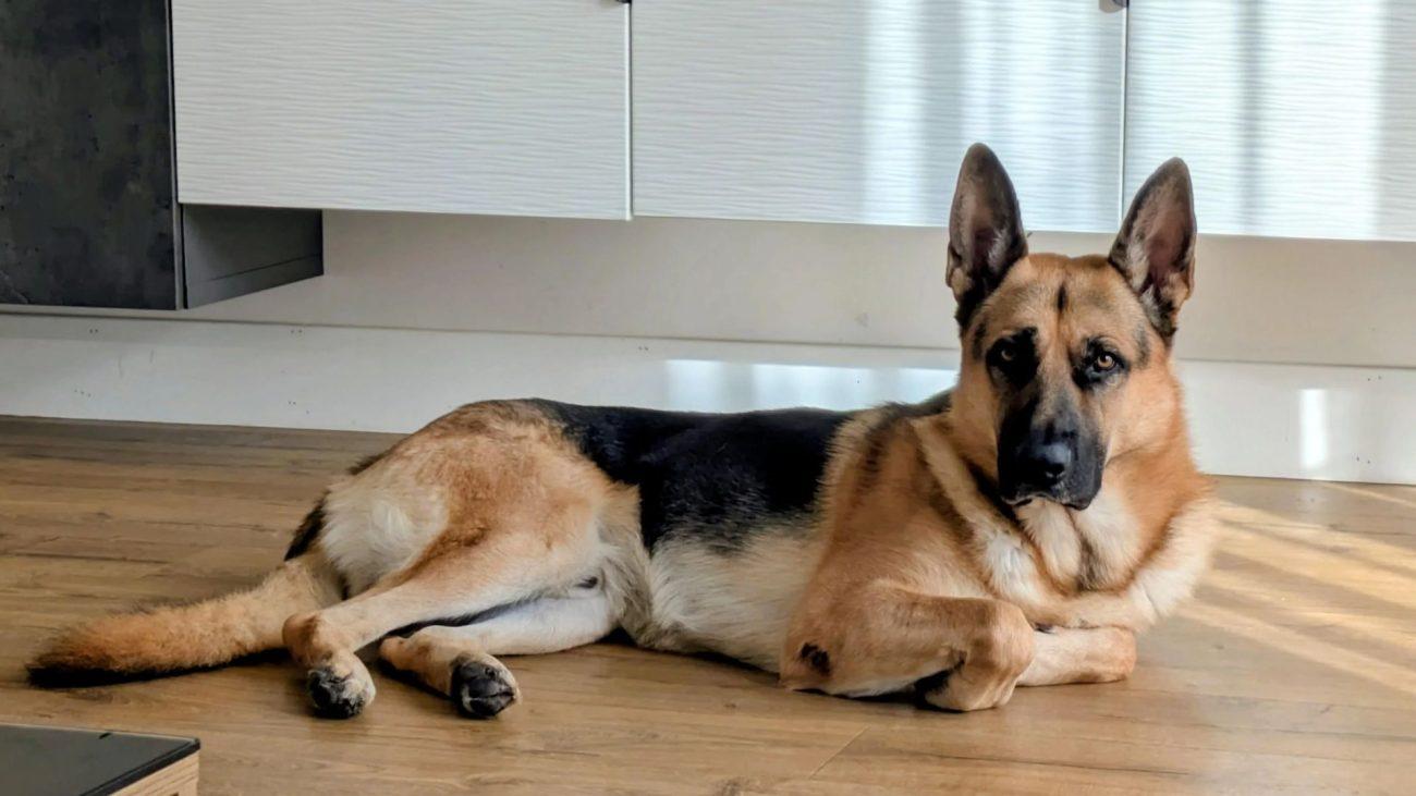 बिस्तर छोड़कर दरवाजे के पास ही क्यों सोते हैं आपके डॉग? वजह जानकर आप भी हो जाएंगे हैरान!