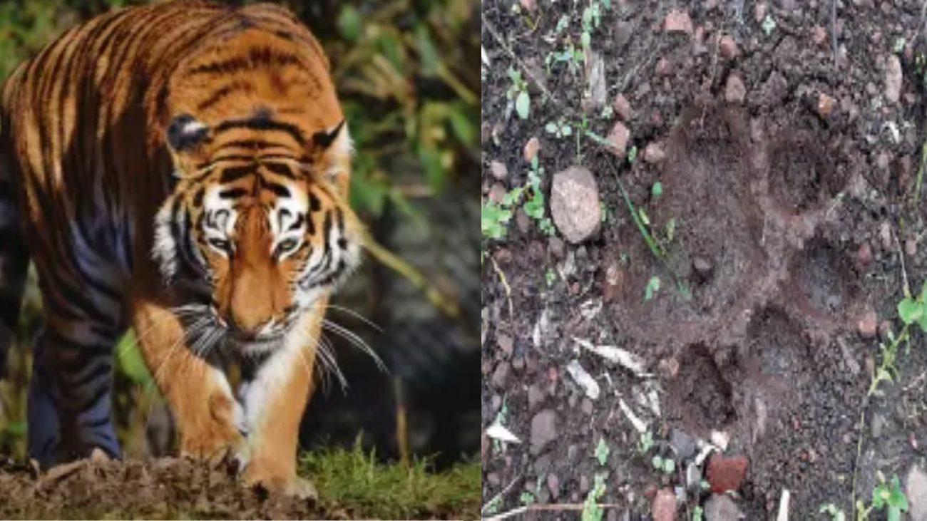 इंदौर चोरल महू जंगल में बाघ की मूवमेंट, कई जगहों पर मिले पंजों के निशान
