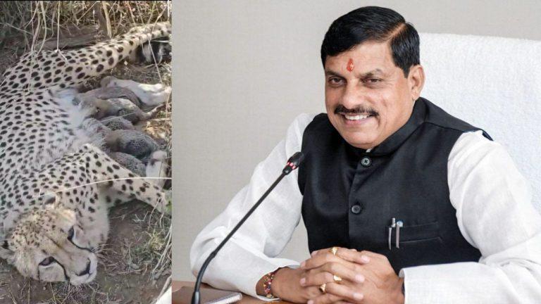 कूनो नेशनल पार्क से फिर आई अच्छी खबर, चीता ज्वाला तीसरी बार बनी मां, पांच शावकों को दिया जन्म, सीएम डॉ मोहन यादव ने जताई खुशी