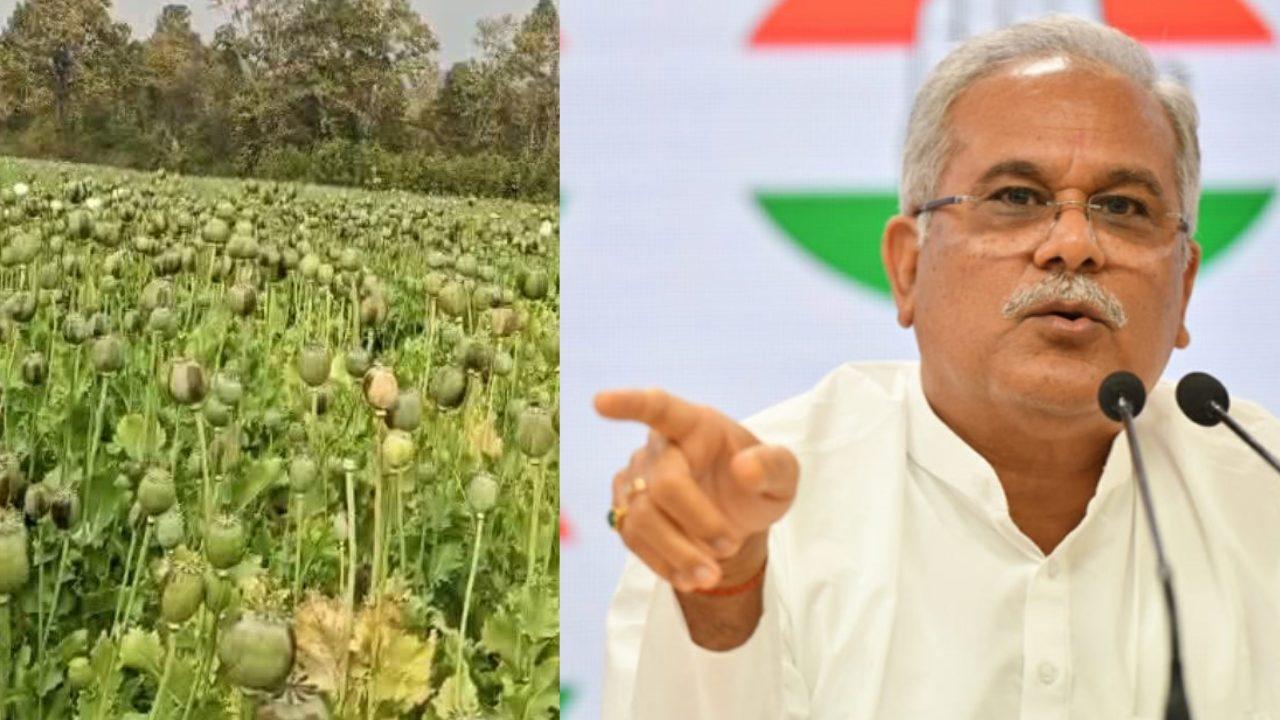 छत्तीसगढ़ में अफीम की खेती पर घमासान, पूर्व सीएम भूपेश बघेल बोले- गृहमंत्री के संरक्षण में चल रहा है नशे का कारोबार