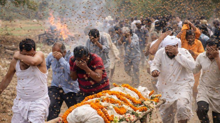 अंतिम संस्कार में अचानक टूटा कहर: मधुमक्खियों के हमले से मची भगदड़, अर्थी छोड़ भागे लोग