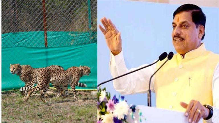 सीएम डॉ मोहन यादव बोले चीतों ने मध्य प्रदेश की साख बढ़ाई, वाइल्ड लाइफ के क्षेत्र में भारत का दुनिया में नाम हुआ