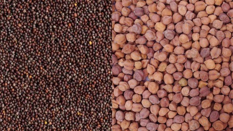 सरसों एवं चना को MSP पर खरीदेगी सरकार, 15 मार्च से शुरू होंगे रजिस्ट्रेशन, यहाँ जानें डिटेल