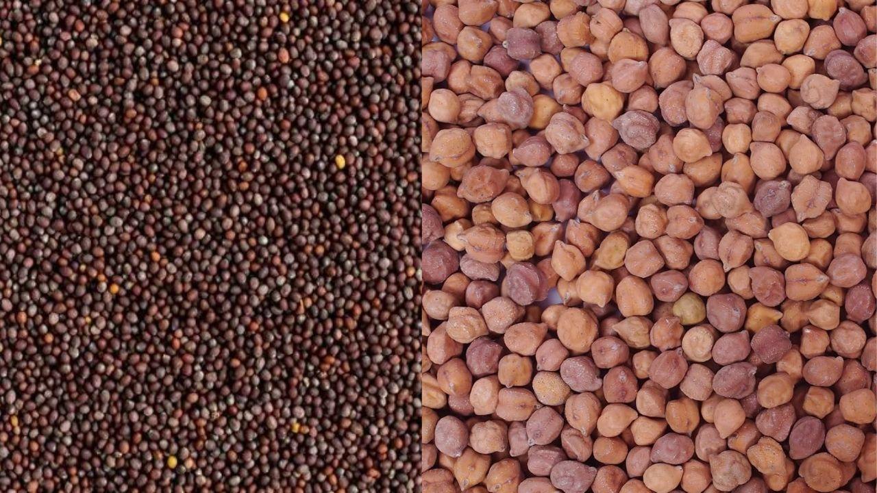 सरसों एवं चना को MSP पर खरीदेगी सरकार, 15 मार्च से शुरू होंगे रजिस्ट्रेशन, यहाँ जानें डिटेल