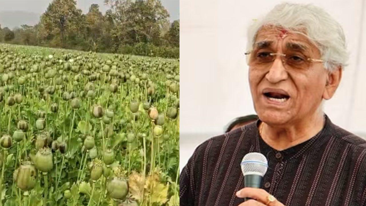 छत्तीसगढ़ में अफीम की खेती पर घमासान, कांग्रेस नेता टीएस सिंहदेव ने प्रशासन की भूमिका पर उठाए सवाल, सरकार से की ये मांग