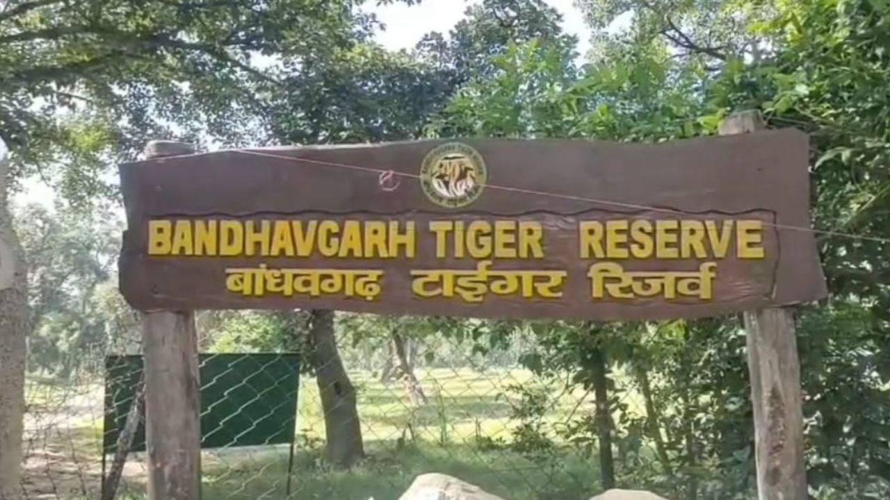 बांधवगढ़ टाइगर रिजर्व में नौकरी दिलाने के नाम पर करीब 9 लाख रुपये की ठगी, पुलिस की कार्रवाई पर उठे सवाल