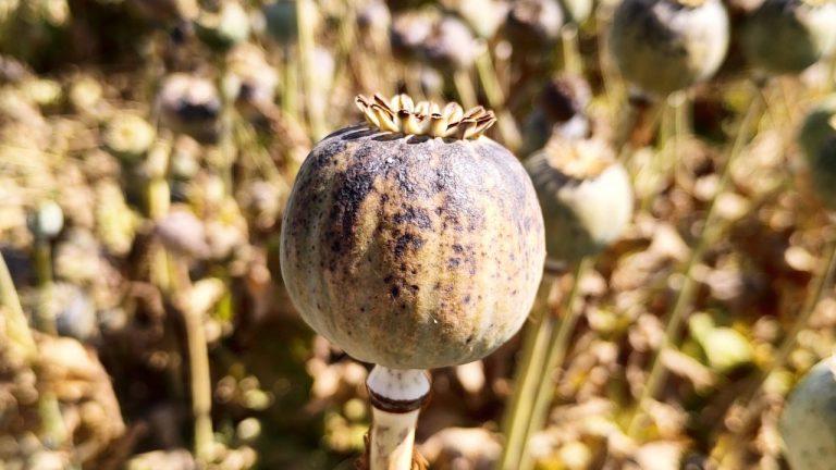 मालवा के अफीम किसानों की चिंता दूर, सीपीएस डोड़ों की कटाई को हरी झंडी, सांसद ने किसानों की ईमानदारी पर जताया भरोसा