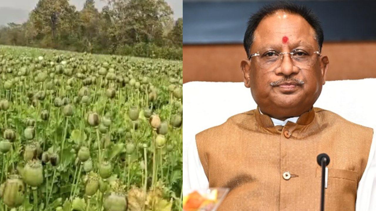 छत्तीसगढ़ में अवैध अफीम की खेती पर मुख्यमंत्री विष्णु देव साय का बड़ा एक्शन, सभी जिलों के कलेक्टरों को सर्वे रिपोर्ट देने के दिए निर्देश