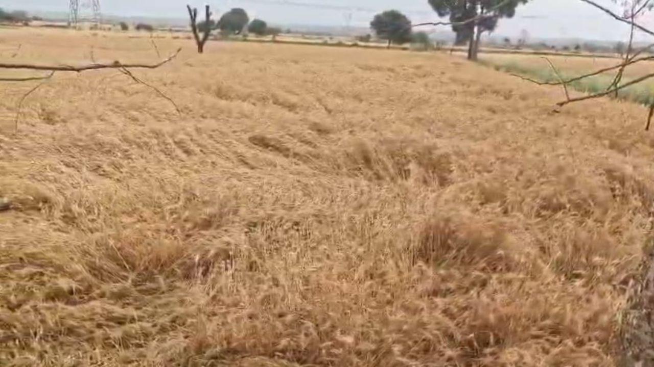 आंधी, बेमौसम बारिश और ओलों से फसलों को नुकसान, किसानों की बढ़ी चिंता, प्रशासन बेखबर