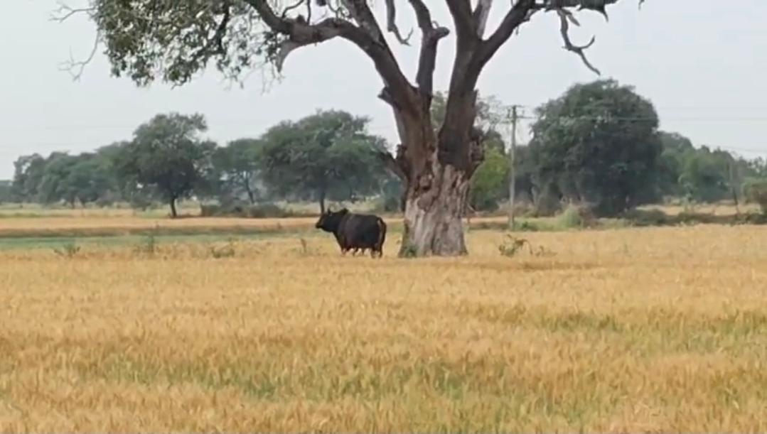 जबलपुर के कटंगी क्षेत्र में खूंखार सांड का आतंक, 12 साल के दिव्यांग लड़के समेत 10 लोगों को किया घायल, प्रशासन ने जल्द रेस्क्यू की कही बात