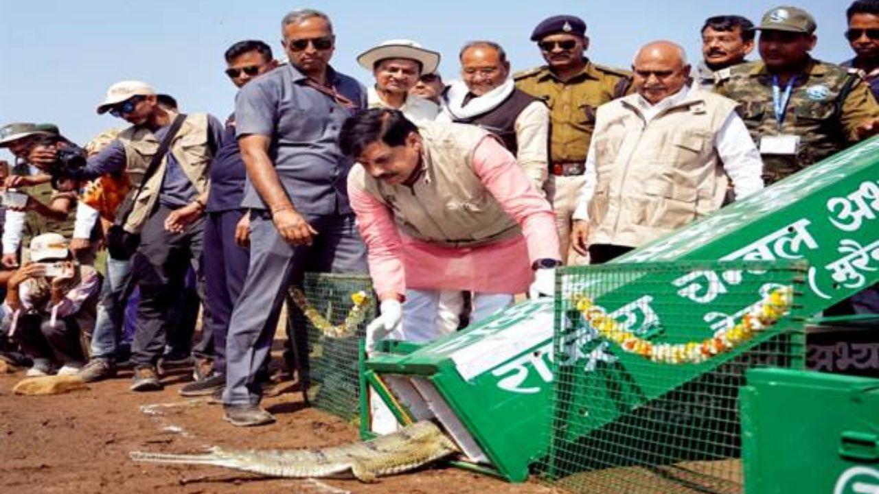 सीएम डॉ मोहन यादव ने कूनो नदी में रिलीज किये घड़ियाल और कछुए, कहा वन्य-जीव संरक्षण, संवर्धन हमारी प्राथमिकता