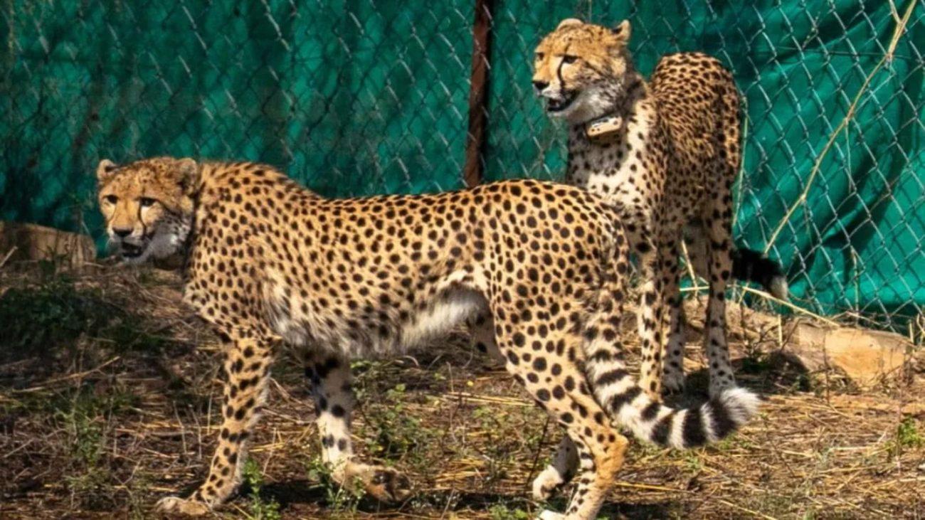 बोत्सवाना से लाए गए 9 चीतों का नाम रखने के लिए सरकार ने मांगे सुझाव, विजेता को मिलेगा फ्री में कूनो घूमने का मौका
