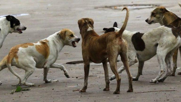 मुंबई में 9 साल की बच्ची की रेबीज से मौत, मामूली खरोंच बनी जानलेवा, जरा सी लापरवाही भी पड़ सकती है भारी, जानिए रेबीज से बचने के उपाय