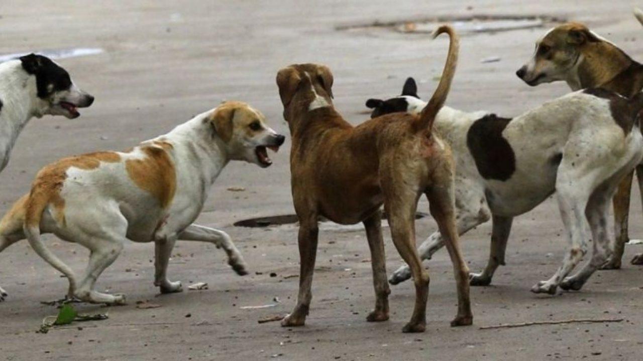 मुंबई में 9 साल की बच्ची की रेबीज से मौत, जरा सी लापरवाही भी पड़ सकती है भारी, जानिए रेबीज से बचने के उपाय