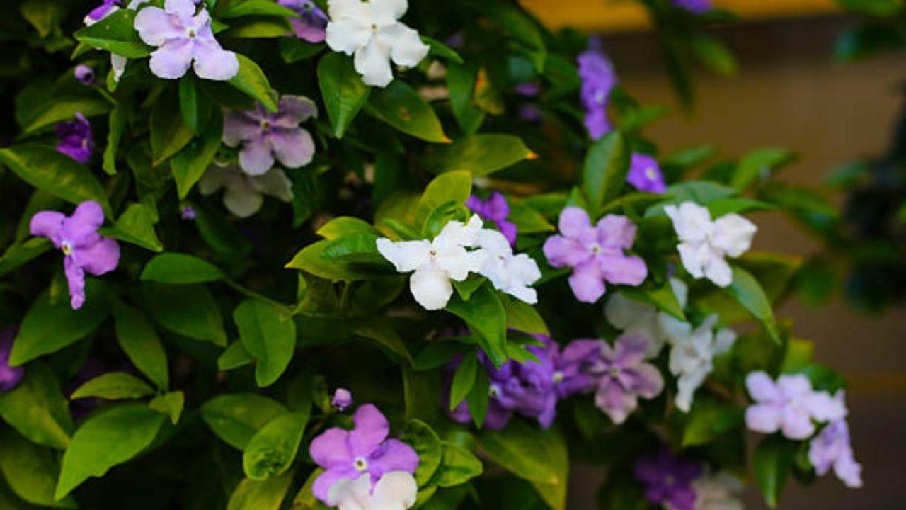 ये अनोखा फूल रोज बदलता है रंग! बालकनी में लगाते ही घर बन जाएगा खुशबूदार