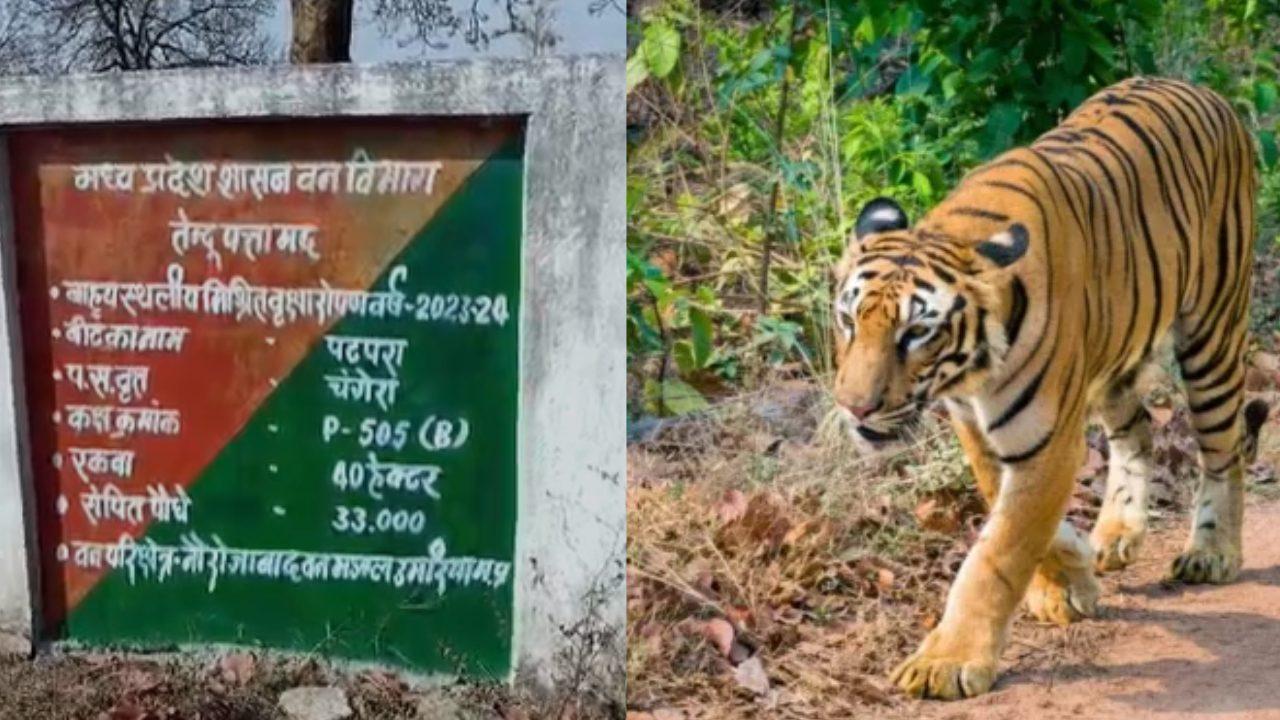 उमरिया के नौरोजाबाद में बाघ ने किया मवेशियों का शिकार, गांव में दहशत का माहौल, जंगल की ओर जाने से कतरा रहे ग्रामीण