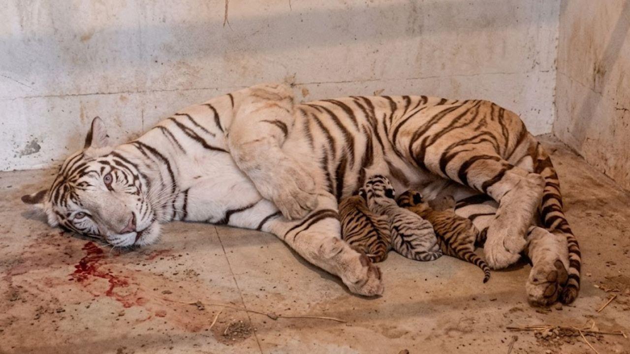 ग्वालियर जू में खुशखबरी! बाघिन मीरा बनी मां, 3 शावकों के जन्म से बढ़ा कुनबा