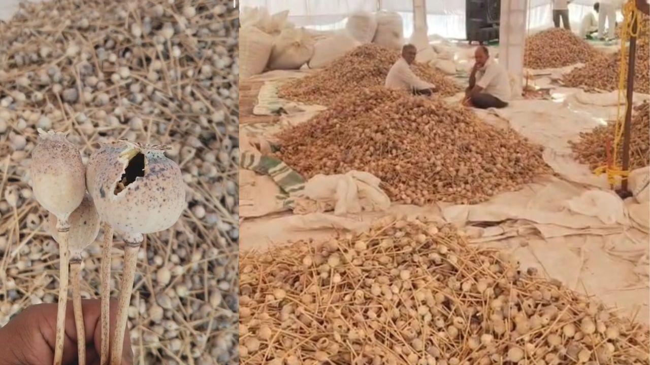 नीमच: सीपीएस पद्धति के तहत अफीम डोडा तौल का दूसरा चरण शुरू, 5 आरी के पट्टेधारी किसान कर रहे डोडा जमा