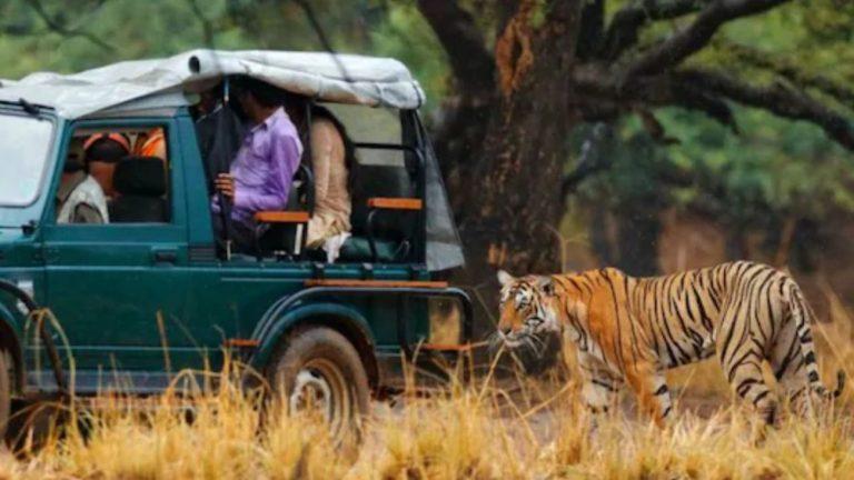 रणथंभौर टाइगर सफारी घूमना हुआ महंगा, टिकट के दाम 300 रुपये तक बढ़े, अब पर्यटकों पर पड़ेगा अतिरिक्त बोझ