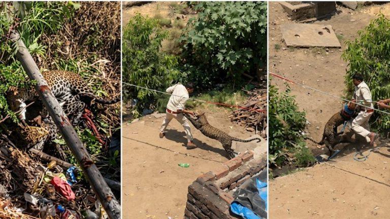 धार में तेंदुए का कहर: गांव में घुसकर 4 लोगों पर हमला, दहशत में घरों में दुबके ग्रामीण