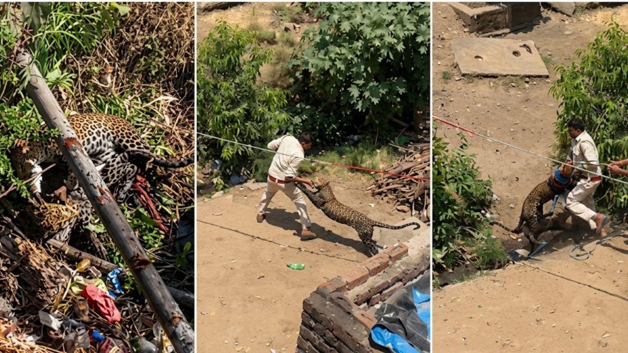 धार में तेंदुए का कहर: गांव में घुसकर 4 लोगों पर हमला, दहशत में घरों में दुबके ग्रामीण