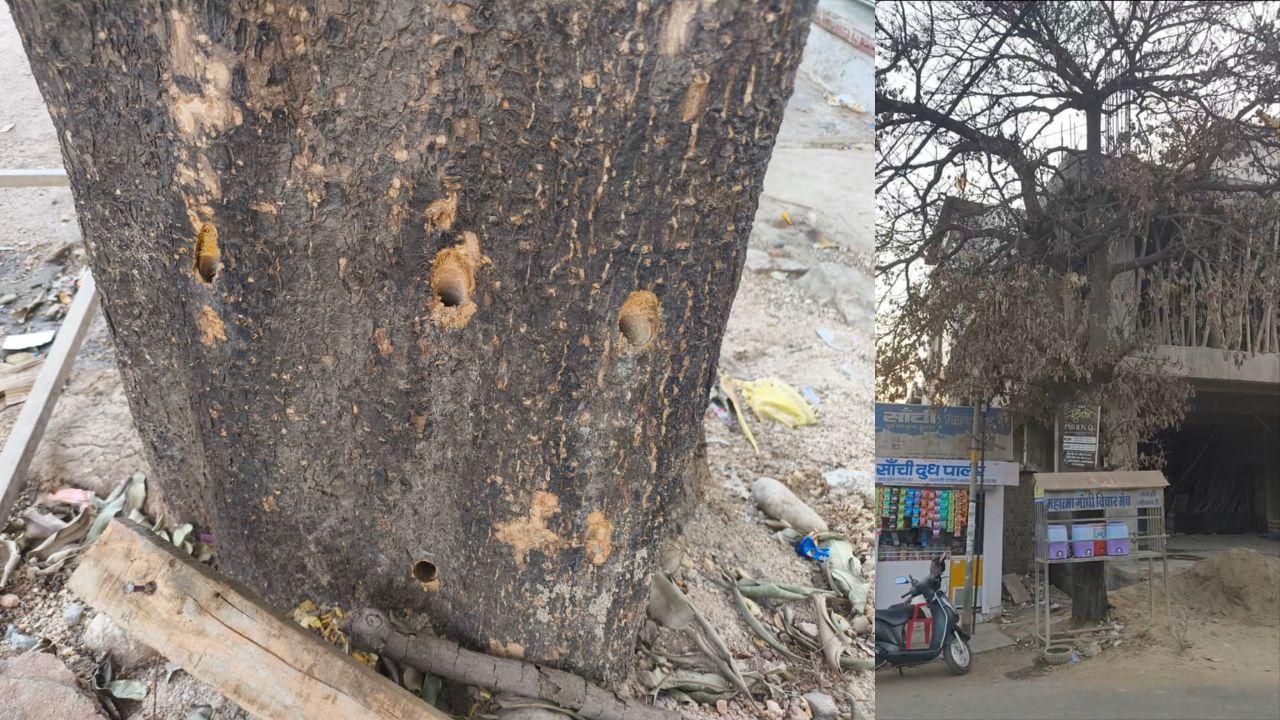सलाखें चुभोकर और एसिड डालकर हरे-भरे पेड़ को सुखाया, पर्यावरण प्रेमियों में आक्रोश, मुख्यमंत्री से करेंगे शिकायत
