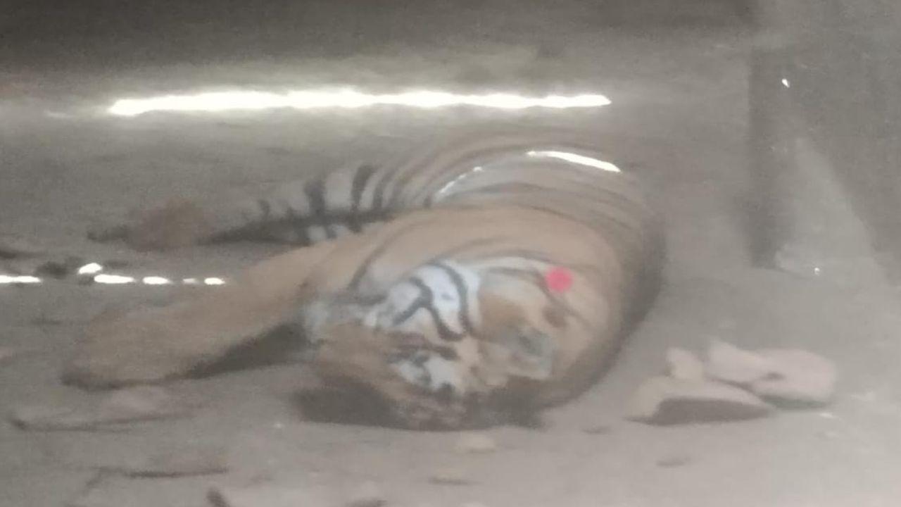 उमरिया: बांधवगढ़ में महिला को मौत के घाट उतारने वाले बाघ की मौत, रेस्क्यू के बाद पिंजरे में मिला मृत, जांच में जुटा पार्क प्रबंधन