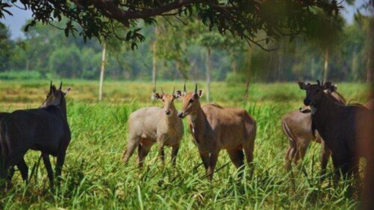 उज्जैन में किसानों की फसल बचाने के लिए नया फैसला, अफ्रीकन बोमा पद्धति से किया जाएगा नीलगायों का रेस्क्यू