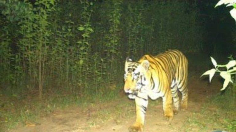 भोपाल में बैरसिया रोड पर घूम रहा टाइगर, गांवों में डर का माहौल; किसानों ने रात में खेत जाना छोड़ा