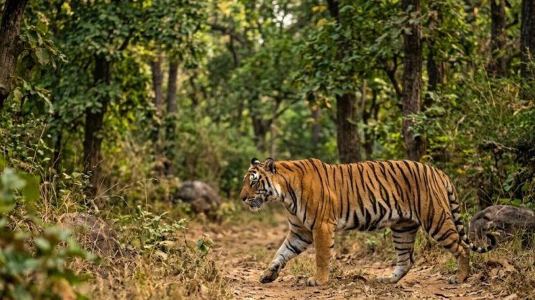 रेस्क्यू के बाद भी नहीं बचा बाघ, पन्ना टाइगर रिजर्व में 2 साल के टाइगर की संदिग्ध मौत