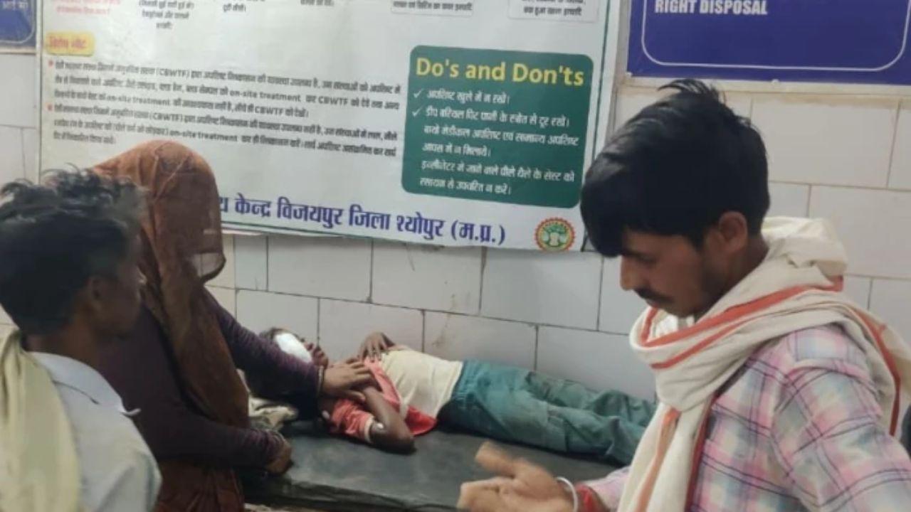 खेत में चरी काट रही बच्चियों पर सियार का हमला, एक मासूम गंभीर घायल