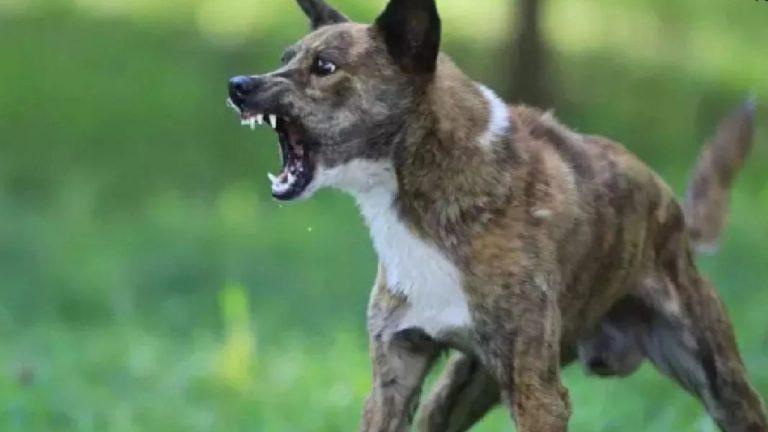 शिवपुरी में आवारा कुत्ते का आतंक, 65 लोगों को काटा, बच्चे के सिर पर लगे 28 टांके