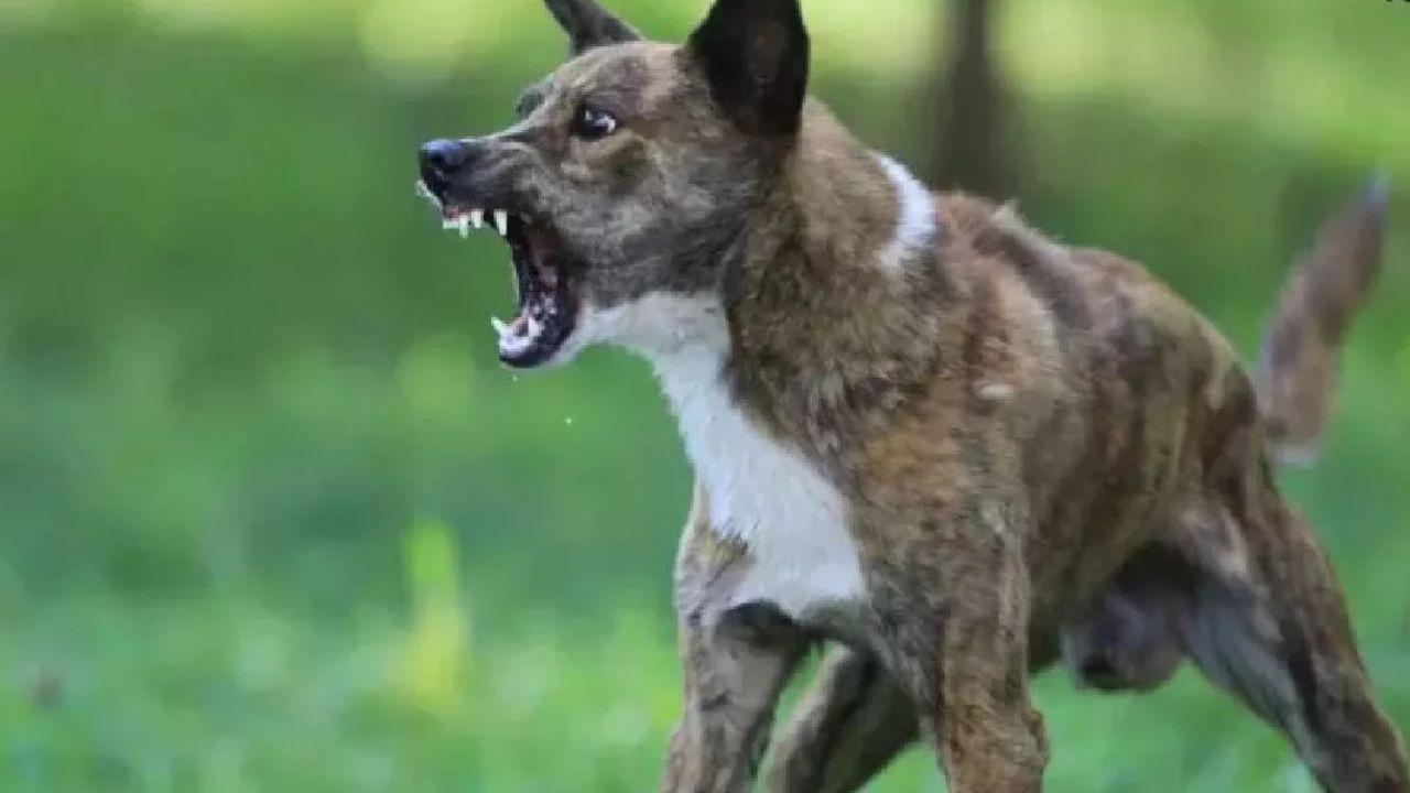 शिवपुरी में आवारा कुत्ते का आतंक, 65 लोगों को काटा, बच्चे के सिर पर लगे 28 टांके