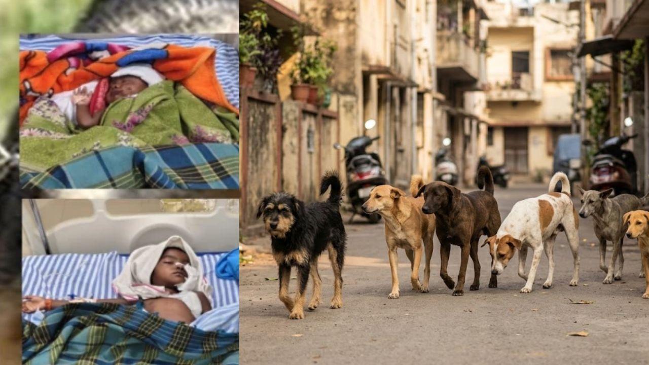 जबलपुर में आवारा कुत्ते का आतंक, ढाई माह की बच्ची को मुंह में दबाकर भागा, दो बहनें घायल