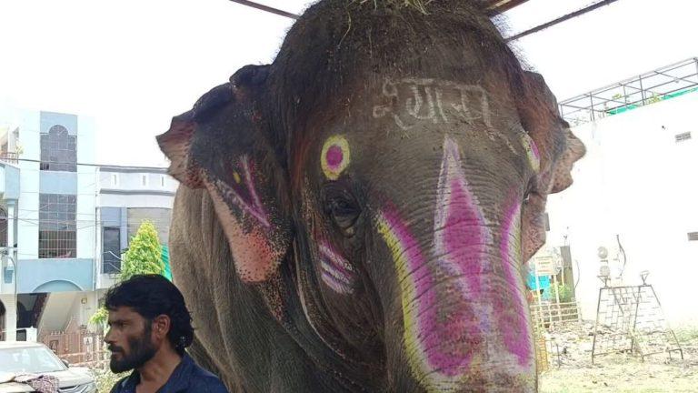 महाकाल सवारी के हाथी श्यामू का ब्लड टेस्ट करने पहुंची टीम, मालिक ने किया विरोध, जमकर हुआ विवाद