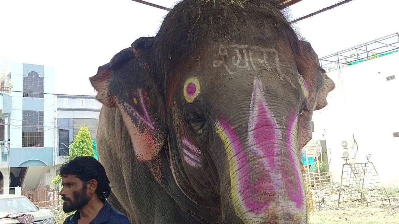 महाकाल सवारी के हाथी श्यामू का ब्लड टेस्ट करने पहुंची टीम, मालिक ने किया विरोध, जमकर हुआ विवाद