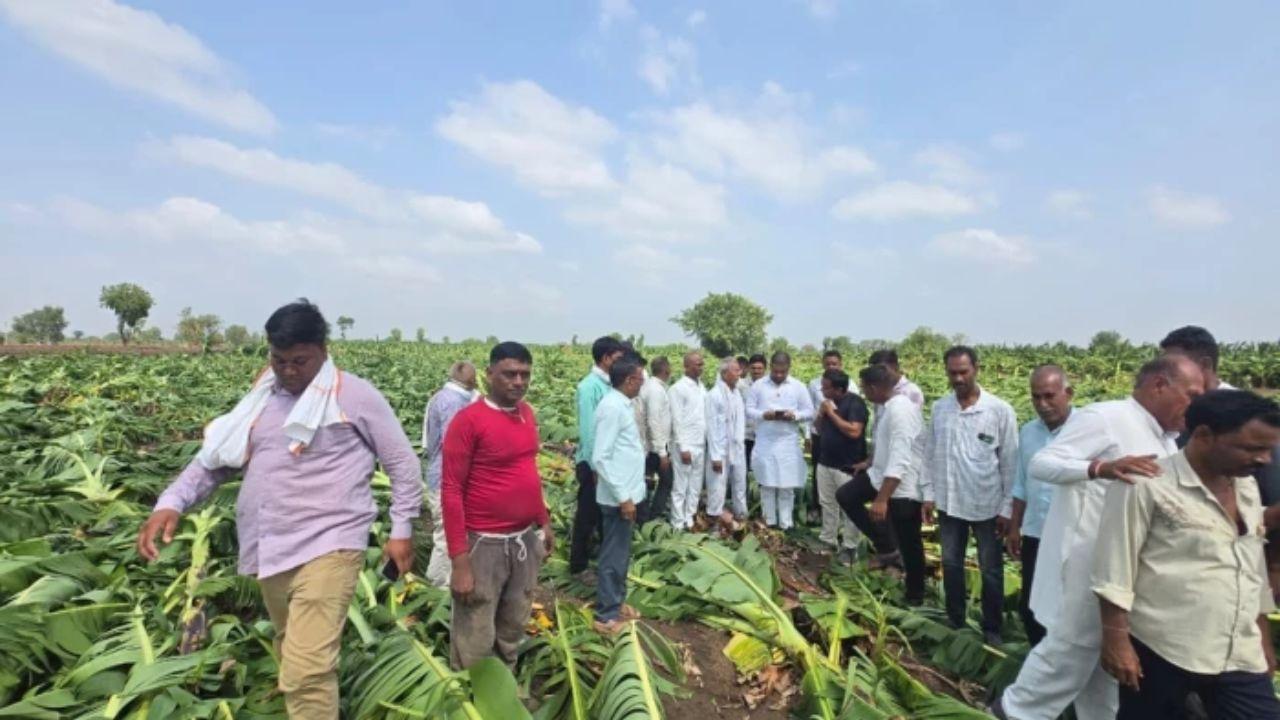 बुरहानपुर में आंधी का कहर, 2 लाख से ज्यादा केले के पौधे गिरे, किसानों को करोड़ों का नुकसान