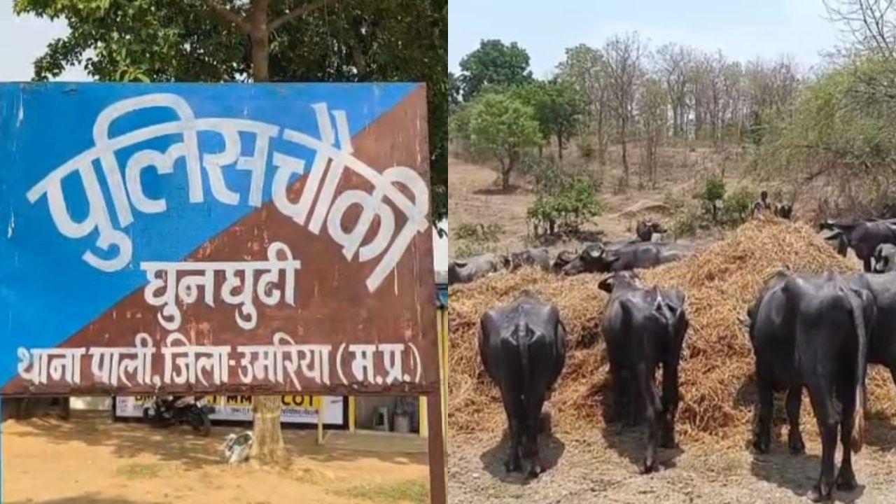 26 मवेशियों से भरा ट्रक जब्त, पशु तस्करी की आशंका, चालक और ट्रक मालिक पर पुलिस ने दर्ज किया मामला
