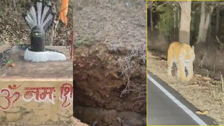 शाहडार जंगल में बाघ के दीदार का जुनून: गाड़ियों का जाम, जंगल में आग और बदहाल सड़कें बनीं खतरे की घंटी
