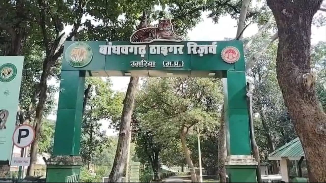 बांधवगढ़ टाइगर रिजर्व में मिला बाघ का कंकाल, डॉग स्क्वाड और मेटल डिटेक्टर से पड़ताल, सैम्पल जांच के लिए भेजा