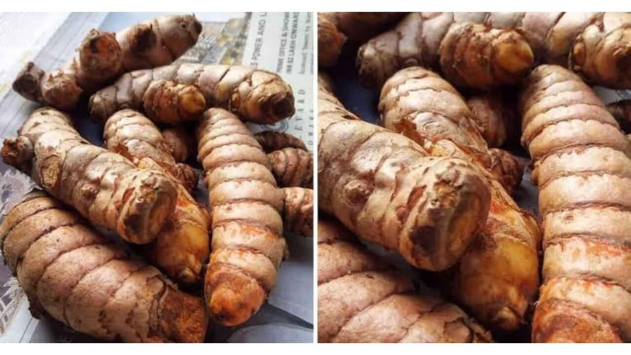 आंबे हळद आरोग्यासाठी गुणकारी, जाणून घ्या फायदे