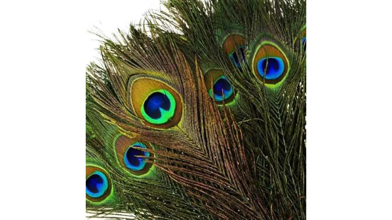 घरात ‘या’ ठिकाणी ठेवा मोराची पिसे, घरात येईल धन आणि समृद्धी