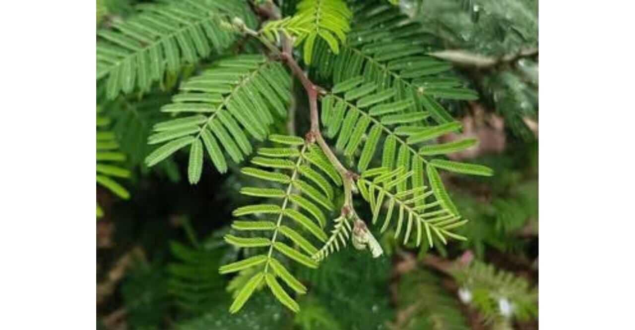 शमीचे रोप भेट म्हणून देणे योग्य आहे का? जाणून घ्या…