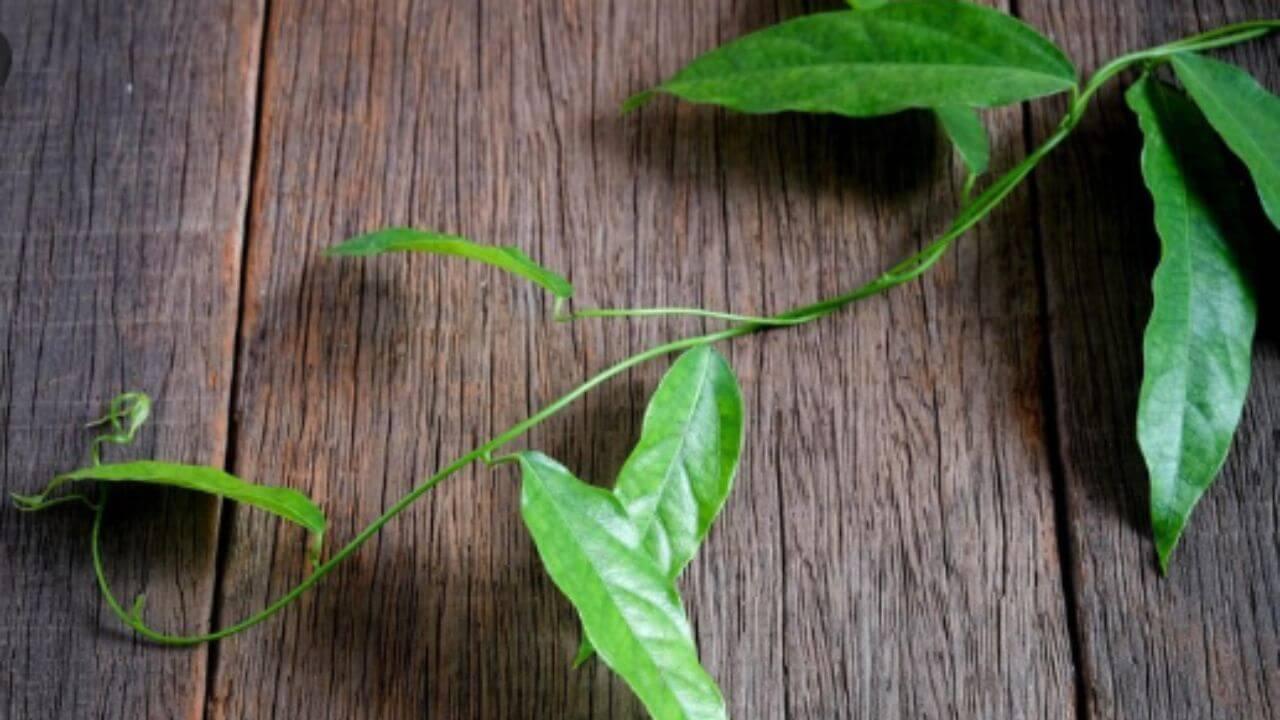 औषधीयदृष्ट्यासुद्धा महत्वाचे आहे बेलपत्र, दररोज खाल्यास मिळतात आश्चर्यकारक फायदे