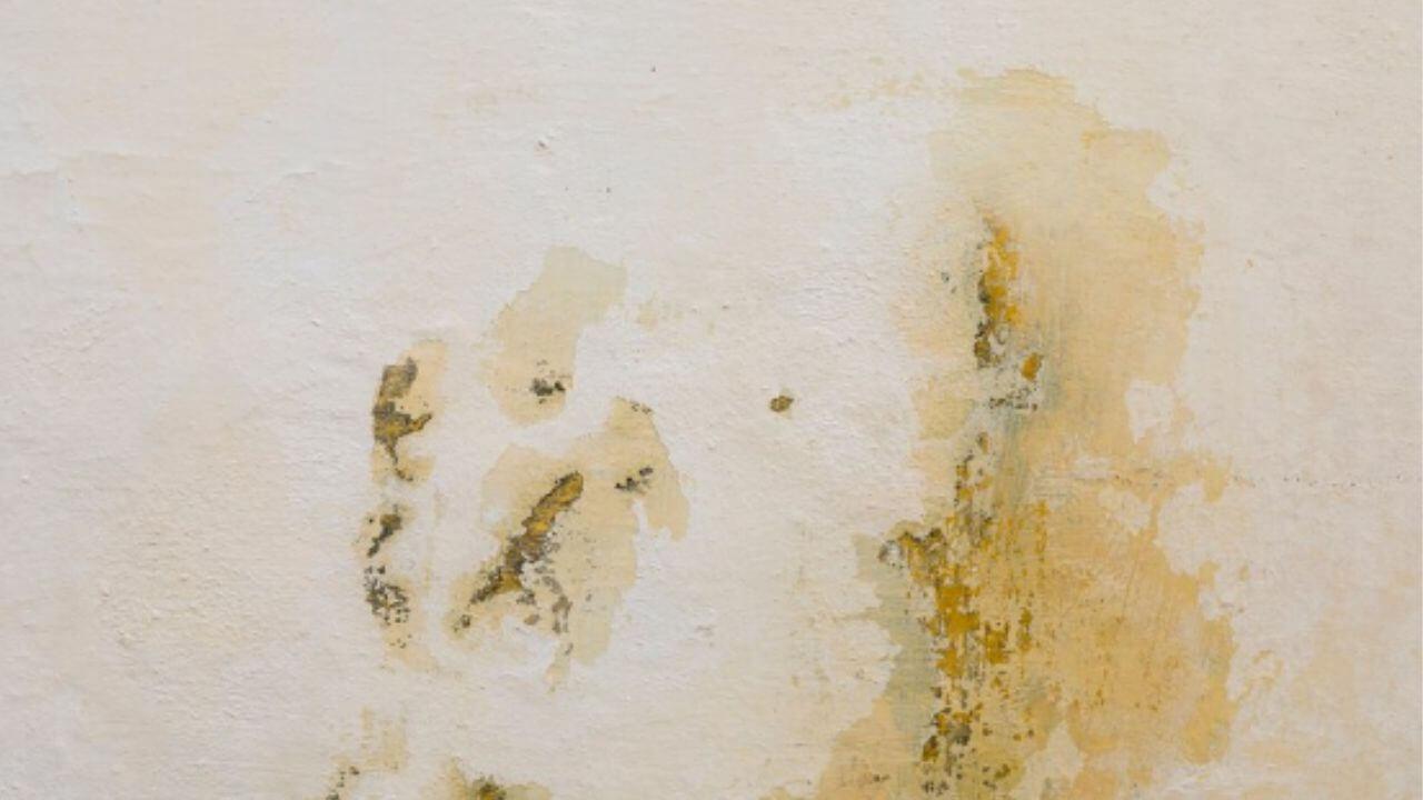 तेलाचे डाग पडून भिंती खराब झालेत? स्वच्छ करण्यासाठी करा ‘हे’ सोपे उपाय