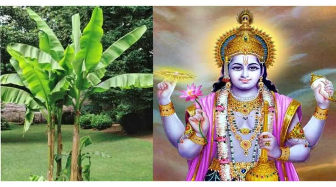 गुरुवारी करा केळीच्या झाडाचे ‘हे’ उपाय, घरात होईल भरभराट