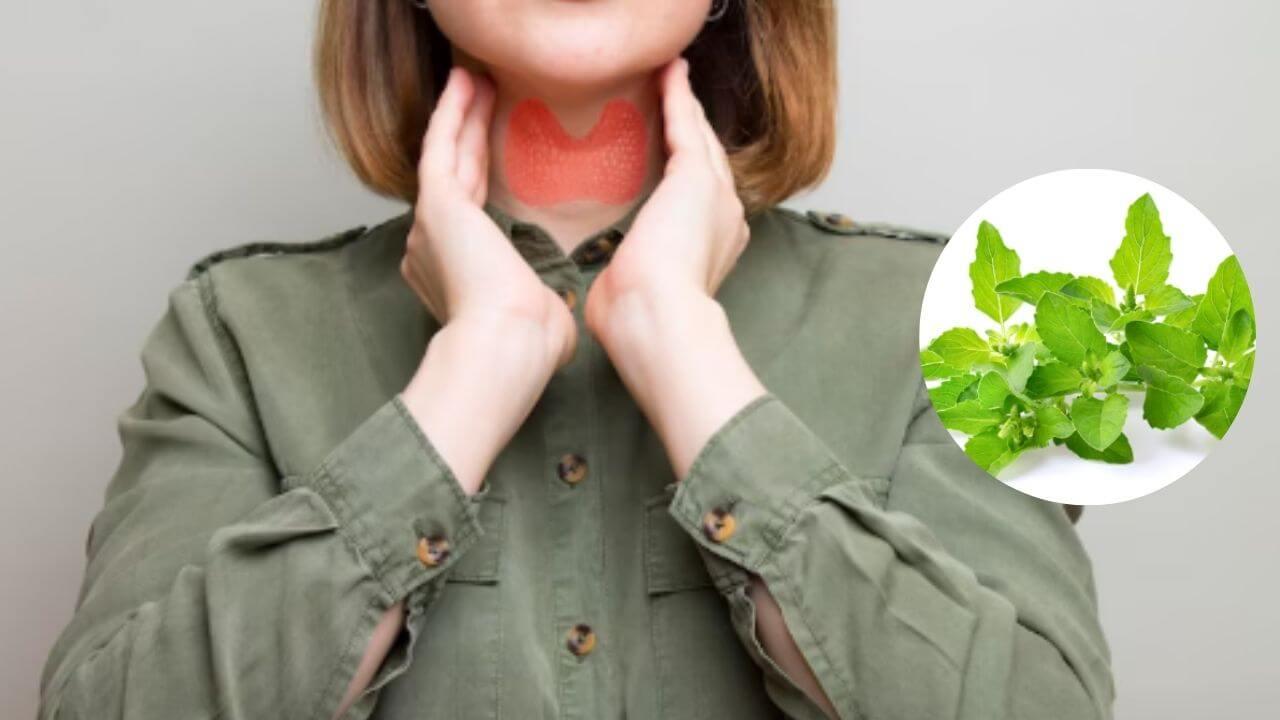 थायरॉईड नियंत्रित करण्यासाठी उपयुक्त आहे तुळशी, पण कसा करायचा वापर?