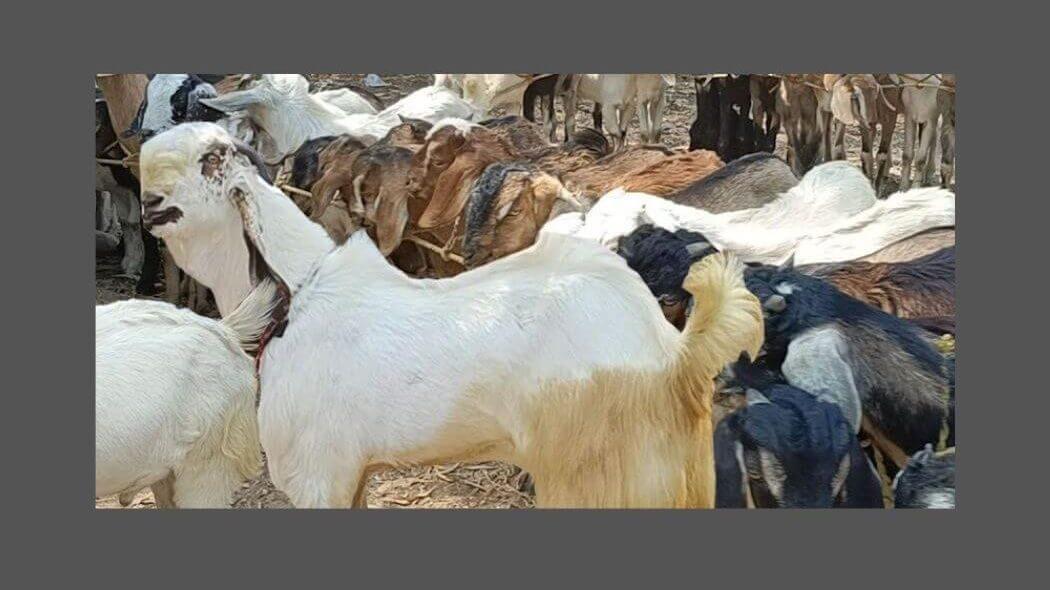 राज्य सरकराचा यू टर्न! बकरी ईदपूर्वी जनावरांचा बाजार सुरू राहणार, गौसेवा आयोगाने घातलेली बंदी मागे